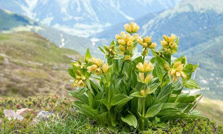 Heilpflanze – der Enzian