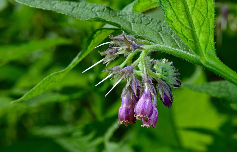 Heilpflanze – der Beinwell