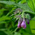 Heilpflanze – der Beinwell