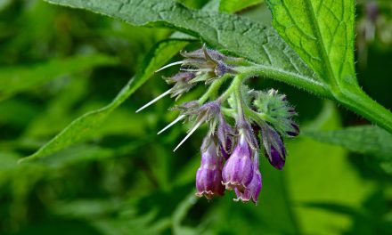 Heilpflanze – der Beinwell