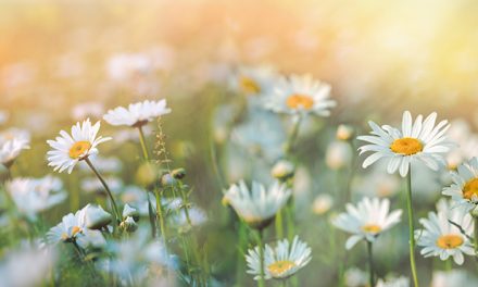 Heilpflanze – das Gänseblümchen