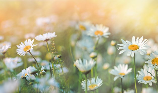 Heilpflanze – das Gänseblümchen