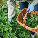 Die Brennnessel als Heilmittel