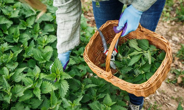 Die Brennnessel als Heilmittel