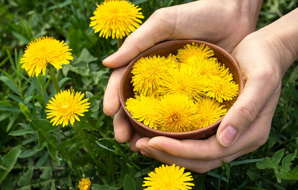 Heilpflanze – der Löwenzahn