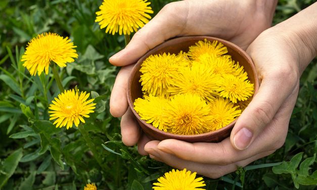 Heilpflanze – der Löwenzahn