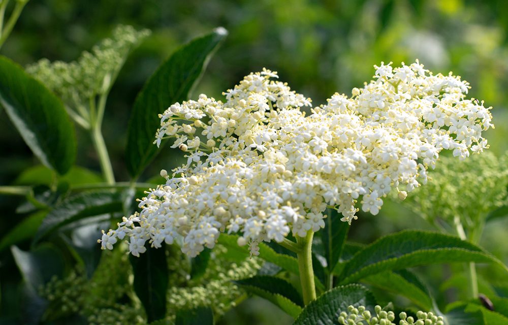 Die Holunderblüte als Heilpflanze