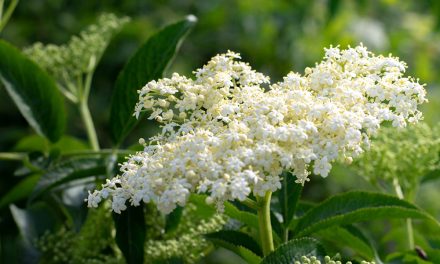 Die Holunderblüte als Heilpflanze