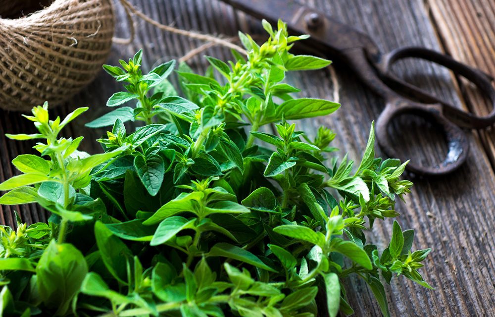 Heilpflanze – der Majoran