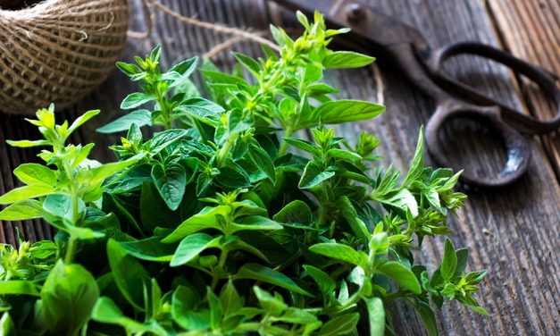 Heilpflanze – der Majoran