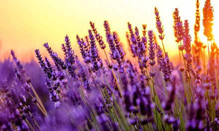 Pflanzen als Stresslöser