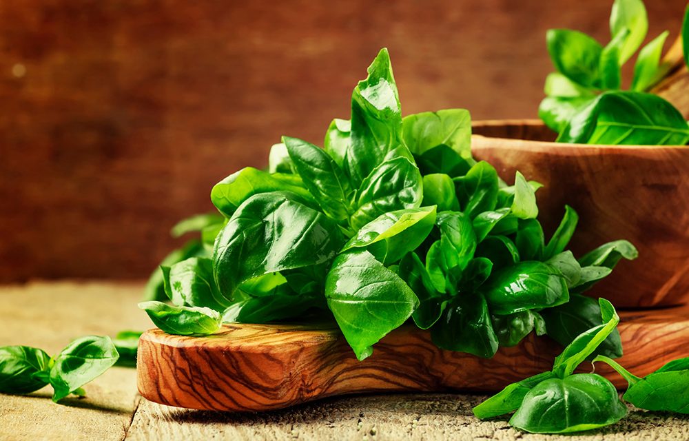 Basilikum – das Heilkraut für Feinschmecker