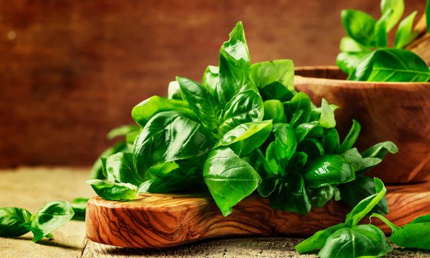 Basilikum – das Heilkraut für Feinschmecker