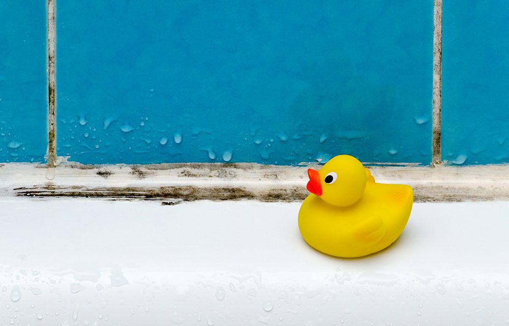 Schimmel an der Wand und auf Lebensmitteln – Die Gefahr der Mykotoxine