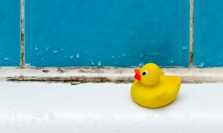 Schimmel an der Wand und auf Lebensmitteln – Die Gefahr der Mykotoxine