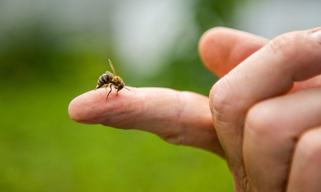 Insektengiftallergien – die unterschätze Gefahr: Eine Allergie-Immuntherapie kann Leben retten
