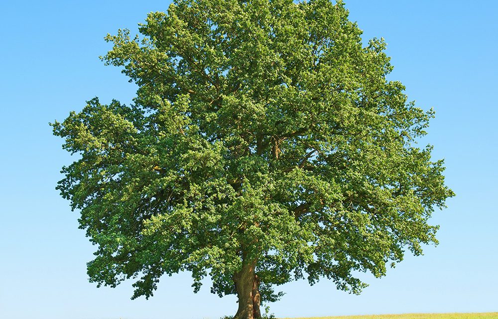 Die Buche – reich an Vitaminen und Mineralstoffen