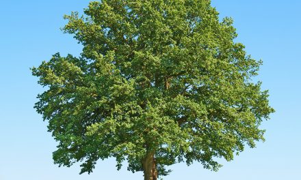 Die Buche – reich an Vitaminen und Mineralstoffen