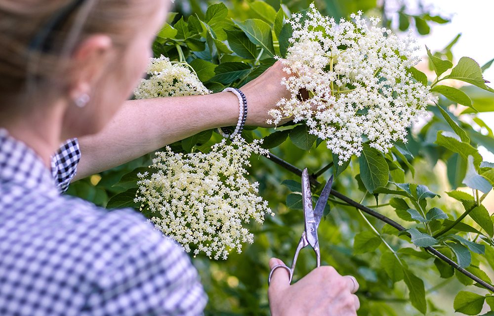 Die Heilwirkung des Holunders