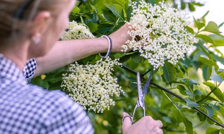 Die Heilwirkung des Holunders