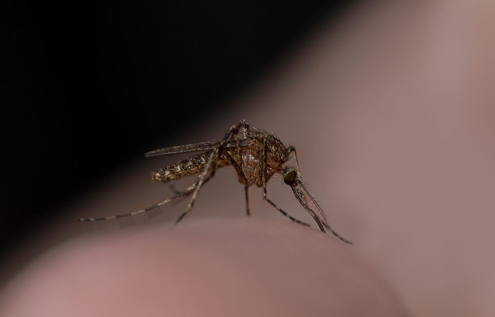 Das Zika-Virus – Die acht wichtigsten Fragen & Antworten