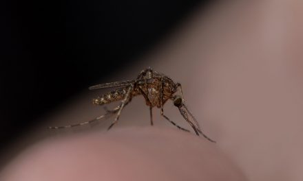 Das Zika-Virus – Die acht wichtigsten Fragen & Antworten