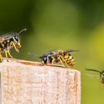Plagegeister im Sommer – Das große Krabbeln