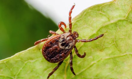 Zecken – Gefahr auf Wiesen und Sträuchern