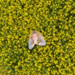 Allergien – Ursachen, Symptome und Behandlungsmöglichkeiten