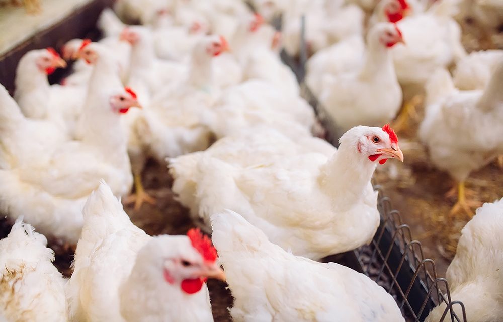 Geflügelpest – Die drängendsten Fragen & wichtigsten Antworten