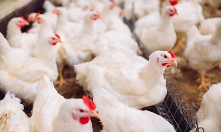 Geflügelpest – Die drängendsten Fragen & wichtigsten Antworten