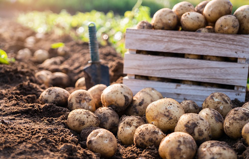 Die Kartoffel „Die tolle Knolle“