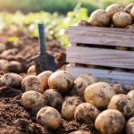 Die Kartoffel „Die tolle Knolle“