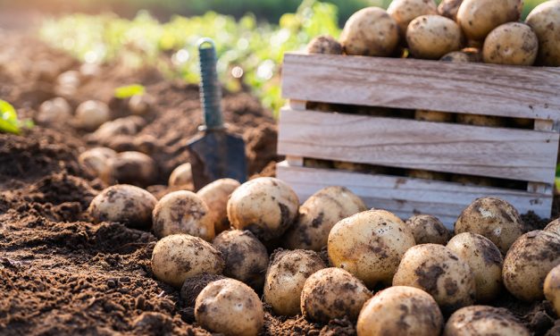 Die Kartoffel „Die tolle Knolle“