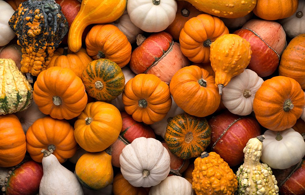 Heilsbringer Kürbis? Abnehmcoach klärt über den Kürbis als Herbst-Diät auf