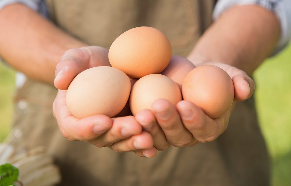 Eier – Kleine Kraftpakete