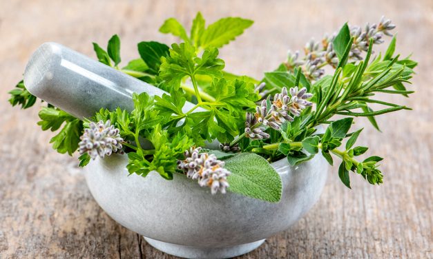 Mit der Kraft der Natur: Heilpflanzen richtig anwenden